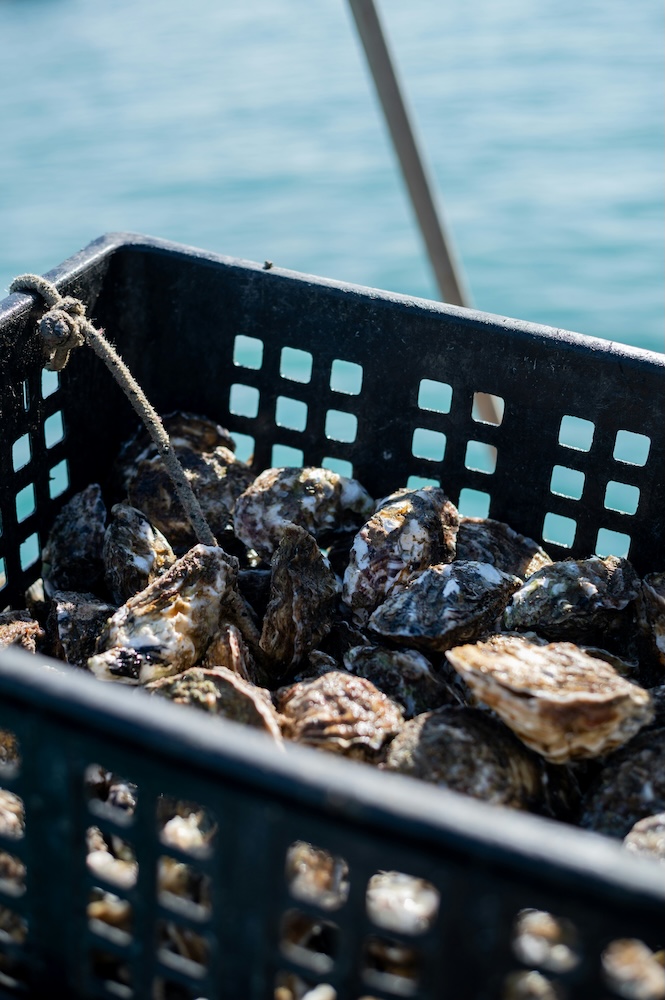 Dégustation d’huîtres à Chaillevette : Une expérience 100 % locale